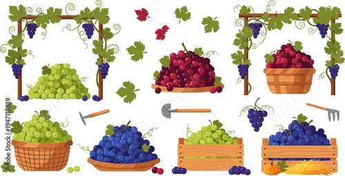 Grape Harvest and Vineyard Elements Collection with Grape Baskets, Vine Frames, Leaves, Farming Tools, and Fresh Fruit for Winery Agriculture Illustration Design
