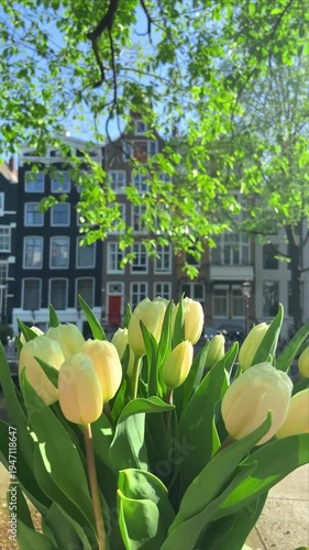 Close up point of view of a hand holding fresh white spring tulips with beautiful blurred traditional Dutch houses in the background, Amsterdam Netherlands.