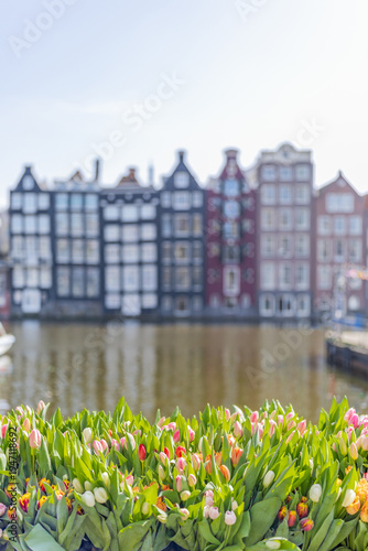 Colorful spring tulips in sharp focus against a blurred background of a canal and traditional Dutch houses in Amsterdam, Netherlands.