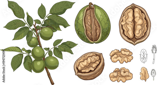Walnut Tree Branch with Green Fruits and Detailed Nut Anatomy Whole Cracked Kernel Botanical Food Vector Illustration Set