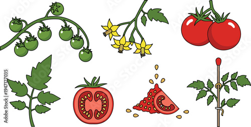 Tomato Plant Parts Illustration Set with Tomato Vine, Flowers, Leaves, Whole and Sliced Tomatoes Botanical Garden Vegetable Vector Collection