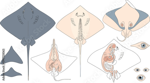 Stingray Anatomy Vector Illustration Set Showing External Body Structure, Skeleton, Internal Organs, Eyes and Scientific Marine Biology Diagram