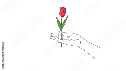Human hand delicately holding a single red tulip flower by its green stem representing a heartfelt gift of love or appreciation for nature.
