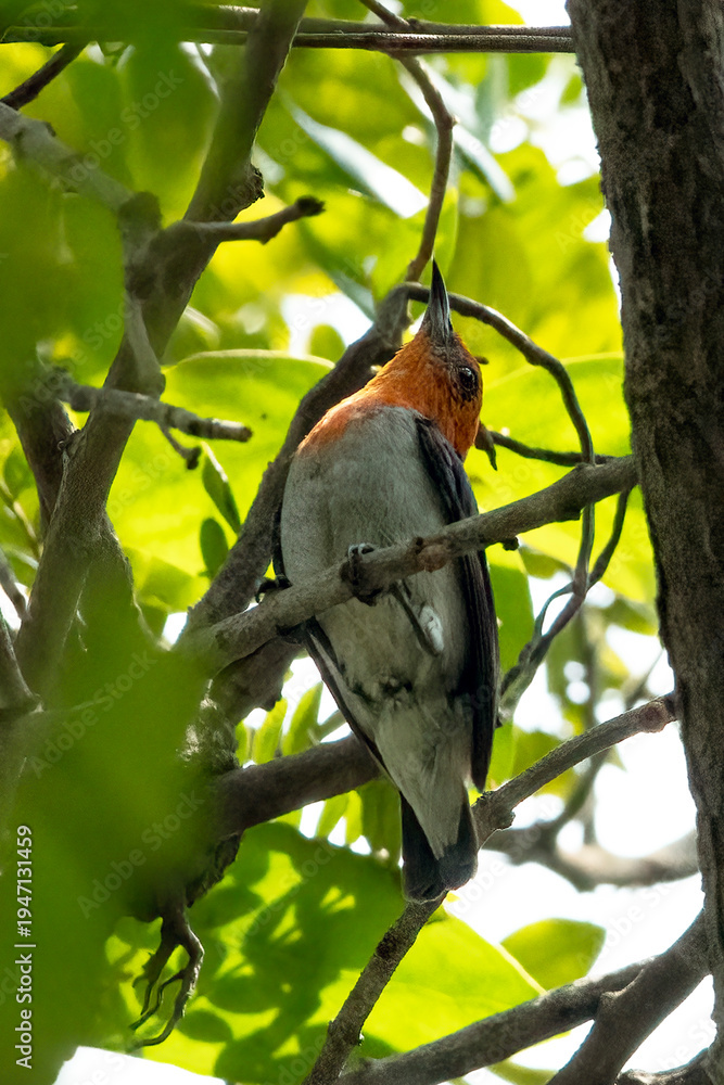 Fototapeta premium a scarlet headed flowerpecker among the small branches