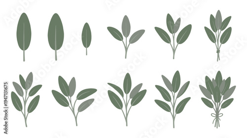 Muted green sage leaves and sprigs illustration set featuring individual leaves small branches and tied bundles.