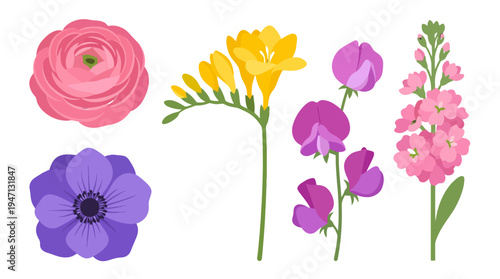 Vibrant flat vector flower collection featuring pink ranunculus yellow freesia purple sweet pea pink stock and purple anemone blooms.
