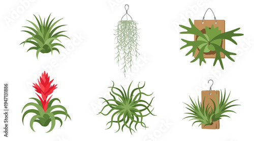 Vibrant vector illustration set of diverse air plants featuring Tillandsia Spanish moss and mounted staghorn fern.
