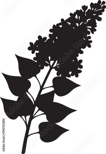 Lilac flower branch, vector silhouette illustration with blooming flowers, delicate line art