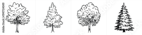 set of four hand drawn pine and cypress tree sketches in black and white minimalist line art design vector illustration artwork
