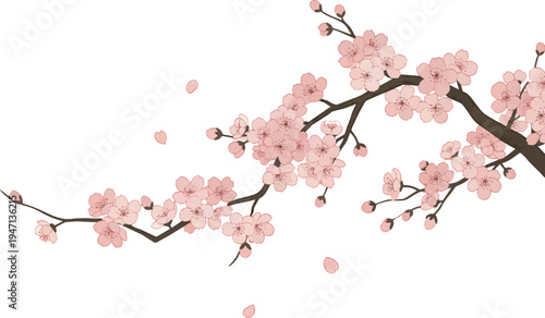 A beautiful cherry blossom branch with pink flowers on a white background