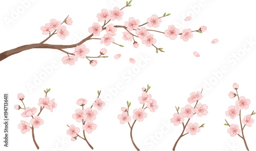 A beautiful illustration of cherry blossom branches with pink flowers on a white background