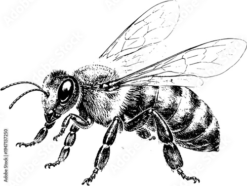 Victorian Engraved Honey Bee Entomology Illustration