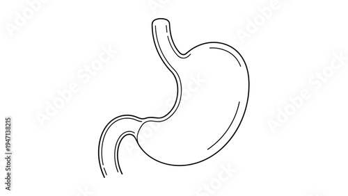 Simple black and white anatomical line drawing of a human stomach on a plain background for medical or health education.