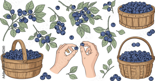 Hand Drawn Blueberry Harvest Vector Illustration Set with Baskets, Blueberry Branches, Leaves and Fresh Berry Picking Elements
