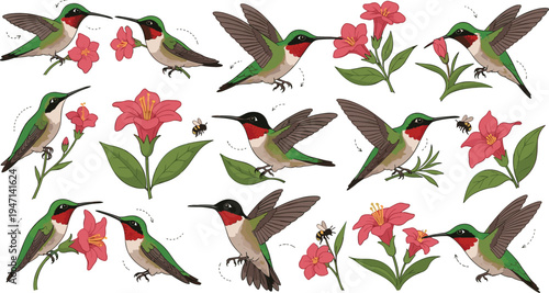 Realistic hummingbird bird collection flying around flowers with detailed wings and nectar feeding scenes nature wildlife botanical cartoon style vector illustration set