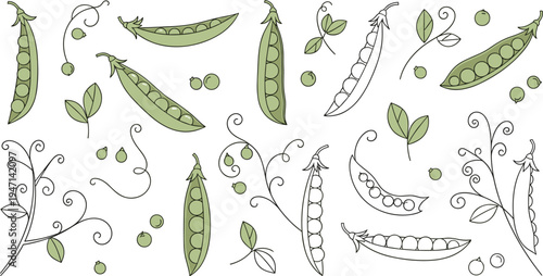 Hand Drawn Pea Pod Botanical Vector Set with Green Peas, Pods, Leaves and Garden Plant Elements