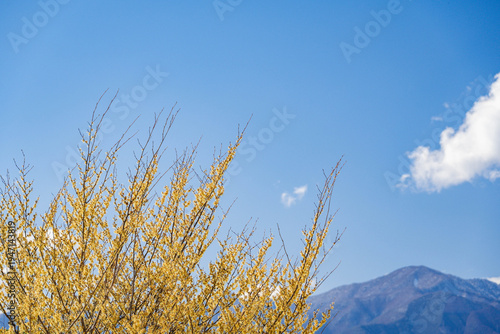 早春のマンサクと雪山　