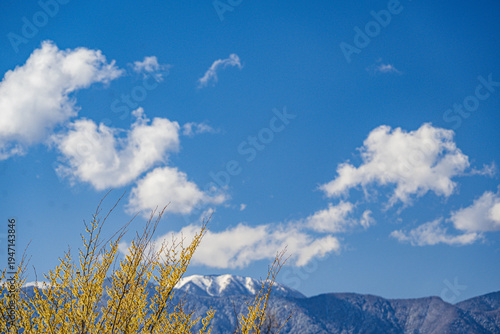 早春のマンサクと雪山　