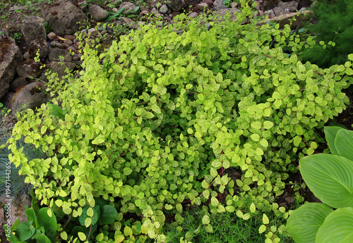 In nature, the fast-growing semi-evergreen liana Japanese honeysuckle (Lonicera japonica) grows