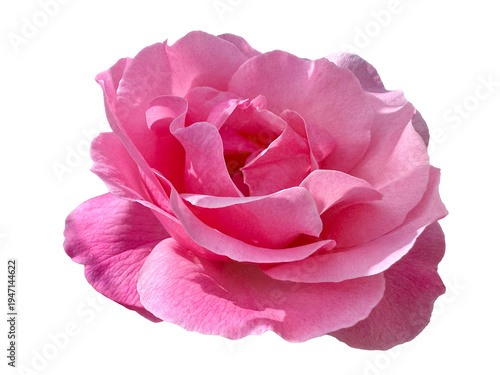 Fresh pink Rosa damascena isolated on the white background