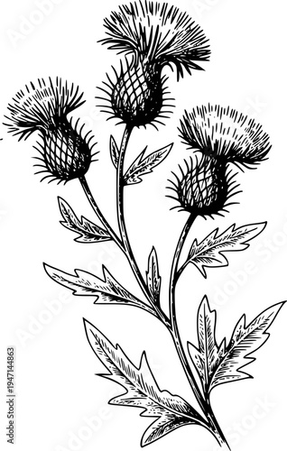 Black and white of a thistle plant with detailed spiky flowers and leaves a white background