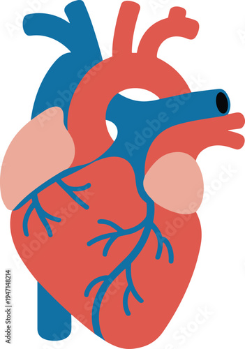 Human heart anatomy diagram, circulatory system illustration, medical education design, cardiovascular health concept, biology learning art, healthcare anatomy drawing