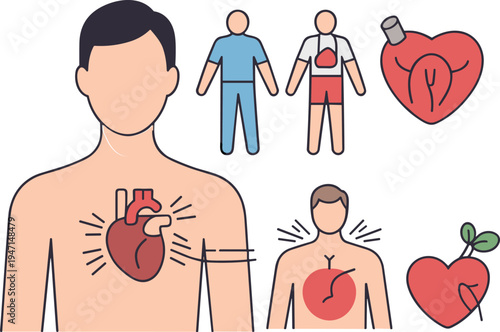 Human heart anatomy illustration, cardiovascular health concept, medical wellness design, fitness lifestyle, healthcare symbol, anatomy drawing, healthy living art