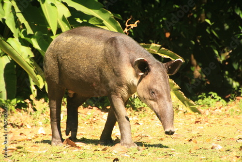 Принти на полотні Brazilian wild tapir in corcovado national park, costa rica
