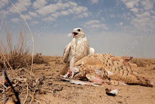 A majestic white gyrfalcon captures a houbara bustard during a traditional desert hunt, showcasing the raw power of ancient falconry.