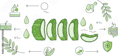 Aloe Vera Plant Process Infographic with Leaf Cutting Gel Extraction and Skincare Benefits Icons Natural Herbal Cosmetic Vector Illustration Set