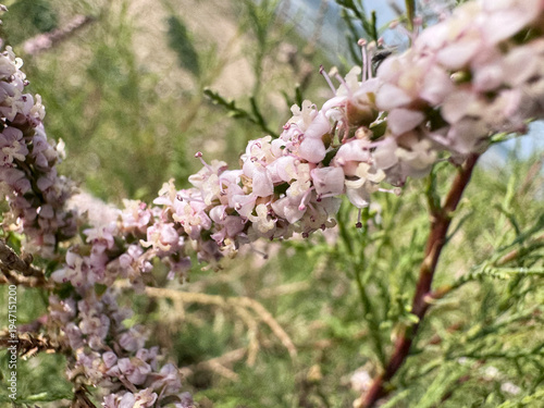 Tamarisk blooming on the Mediterranean coast of Israel near sea