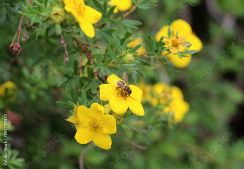Tableau sur toile Ornamental deciduous shrubby cinquefoil (Potentilla fruticosa) growing in the ga
