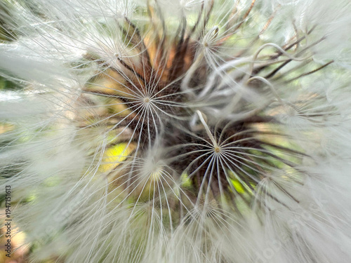Close-up of a dandelion with fluffy seeds on the Mediterranean coast of Israel near  sea