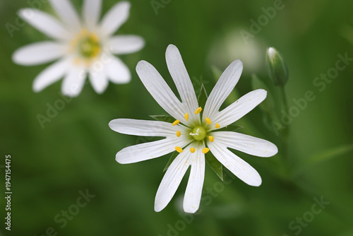 Rabelera holostea, formerly Stellaria holostea, commonly known as greater stitchwort or Addersmeat, wild flower from Finland