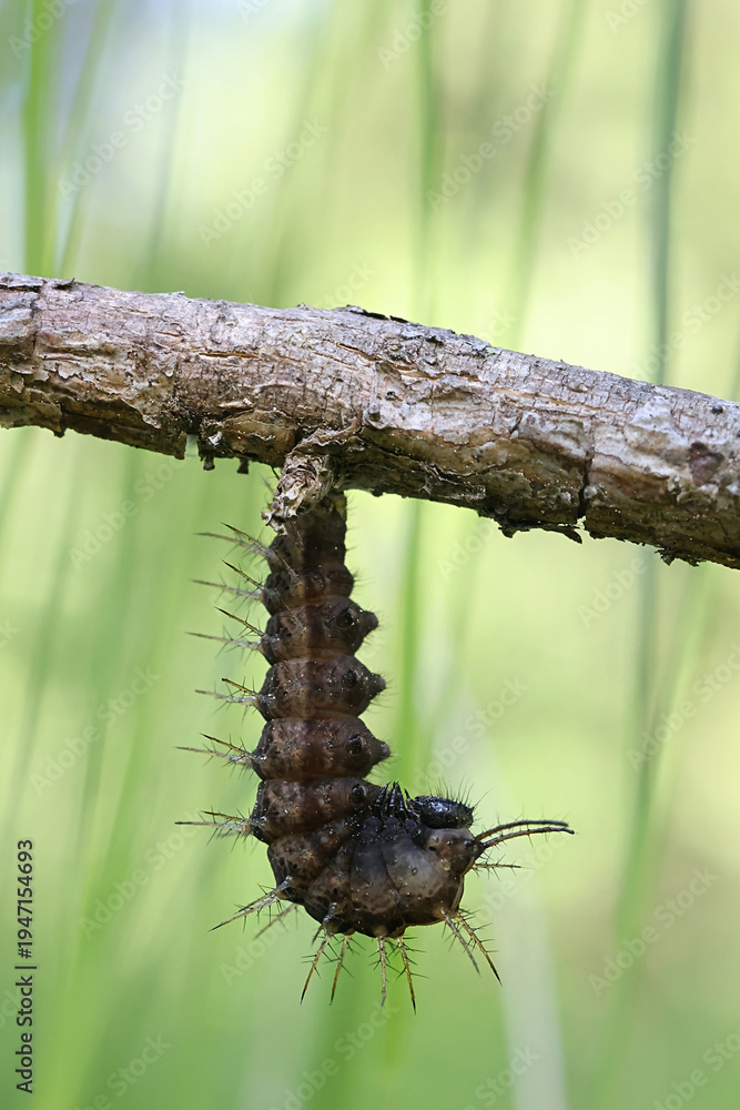 Fototapeta premium Caterpillar of Silver-washed fritillary, Argynnis paphia, about to pupate into a chrysalis