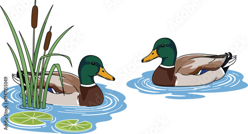Ducks Swimming in Pond with Water Lilies and Cattails for Nature, Wildlife, and Bird Illustrations