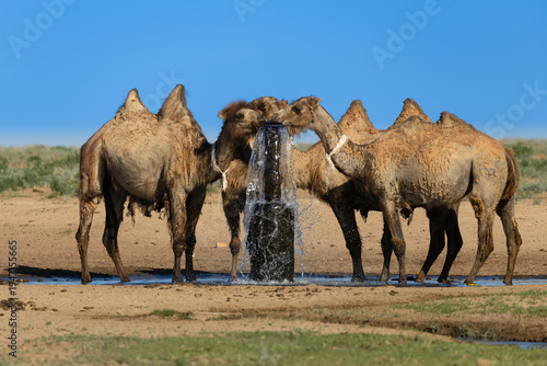 Group of moulting Bactrian camels (Camelus bactrianus) drinking water from an artesian fountain, southern Kazakhstan 