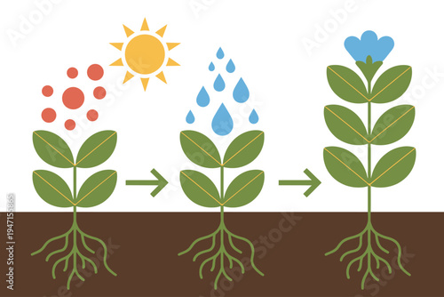 Simple scientific showing plant growth stages with sun water and roots science
