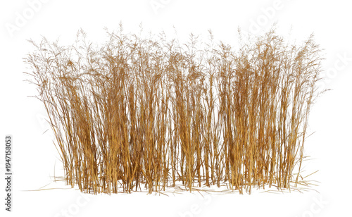 PNG Tall golden grass isolated white