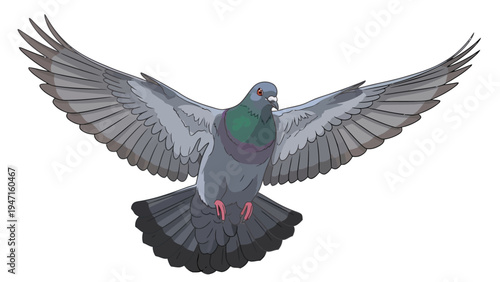 Pigeon in Flight Position.