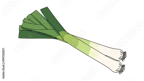 Fresh green leeks with long white stalks are positioned diagonally on a plain white background in a detailed illustration.
