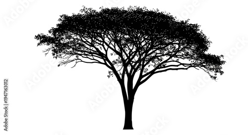Silhouette of a large tree with spreading branches and dense foliage.