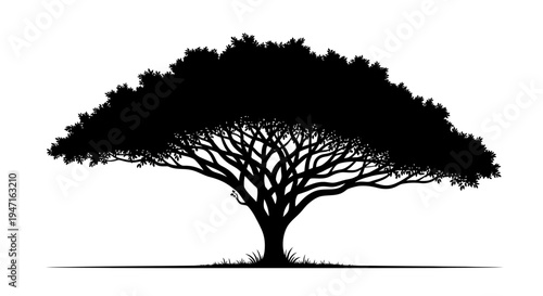 Silhouette of a large acacia tree with spreading branches and dense foliage.