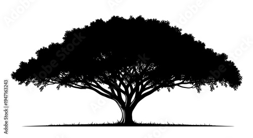 Silhouette of a large spreading tree with a dense canopy against a white background.