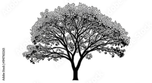 Detailed black and white illustration of a large deciduous tree with spreading branches and dense foliage.