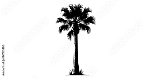 Silhouette of a tall palm tree isolated on white background.
