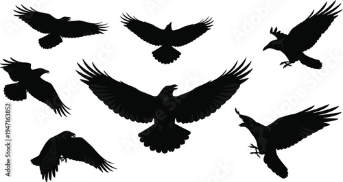 Raven silhouettes in flight and landing positions, dynamic wing motion, bird vector illustration for wildlife, avian behavior, nature, mythology, and artistic concepts