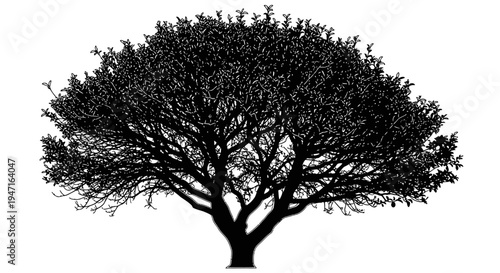 Silhouette of a large tree with spreading branches and dense foliage.