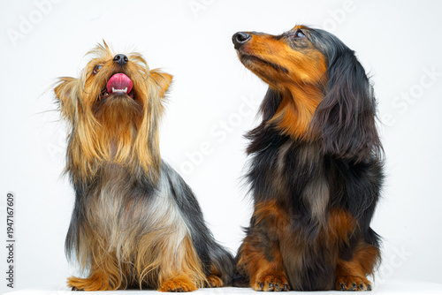 фотографія Close-up view of two dogs, a long-haired dachshund and an Australian Silky Terri