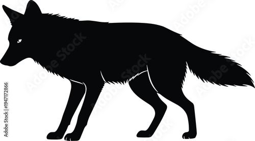 Black silhouette wolf or coyote illustration in walking stance with pointed ears bushy tail lowered head detailed fur texture design suitable for wildlife nature art and decorative concepts